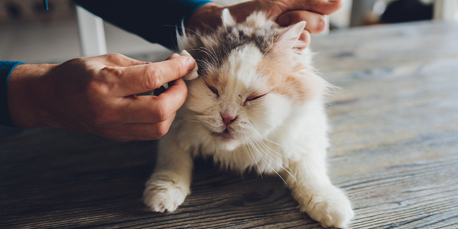 Limpia los ojos de tu gato.