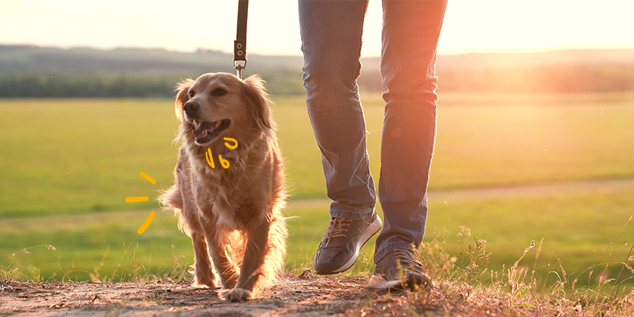 Descubre cómo pasear a tu perro correctamente