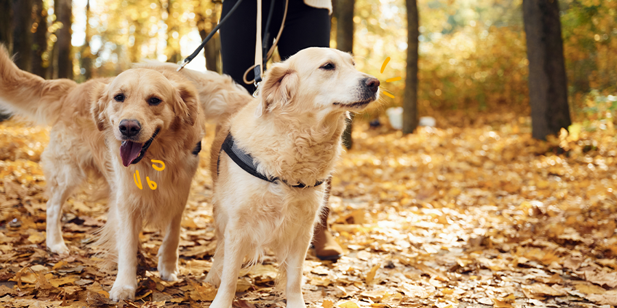 Cómo pasear a un perro correctamente