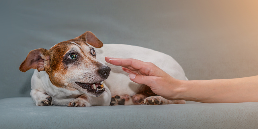 Descubre cómo quitar el miedo a un perro a las personas