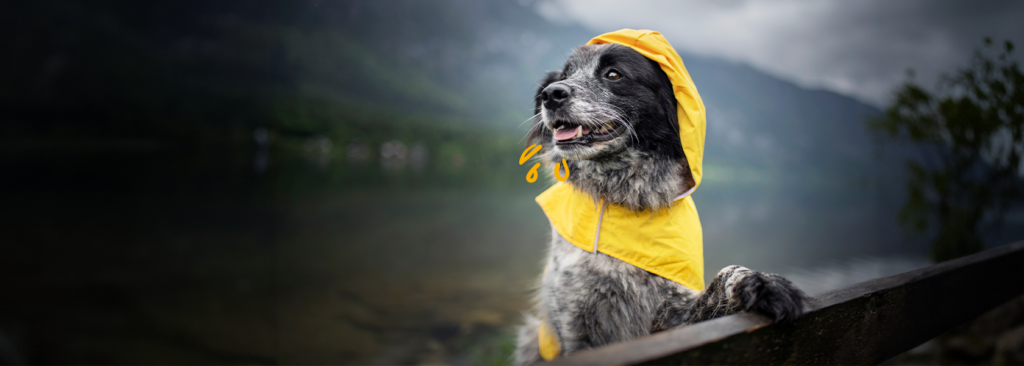 Paseo con tu perro con lluvia