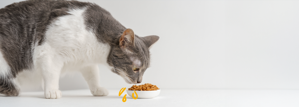 Descubre cuál es el mejor pienso para gatos senior