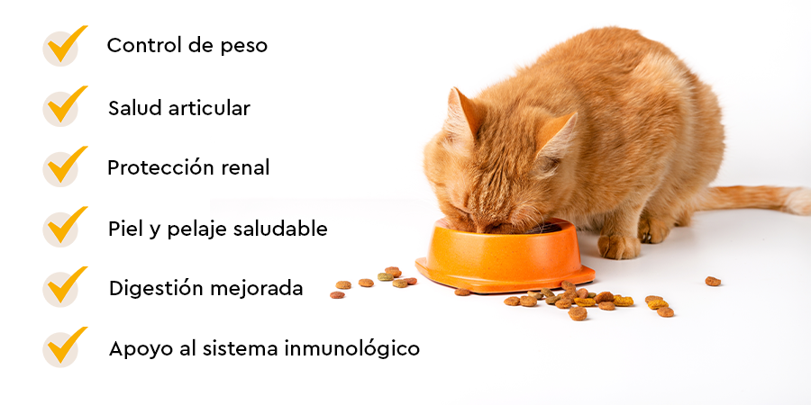 Ventajas para elegir el mejor pienso para gatos senior