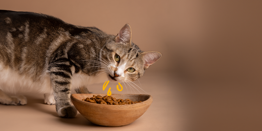 Cómo elegir el mejor pienso para gatos senior