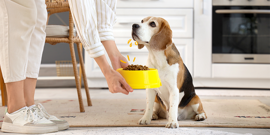 Descubre los piensos grain free para perros