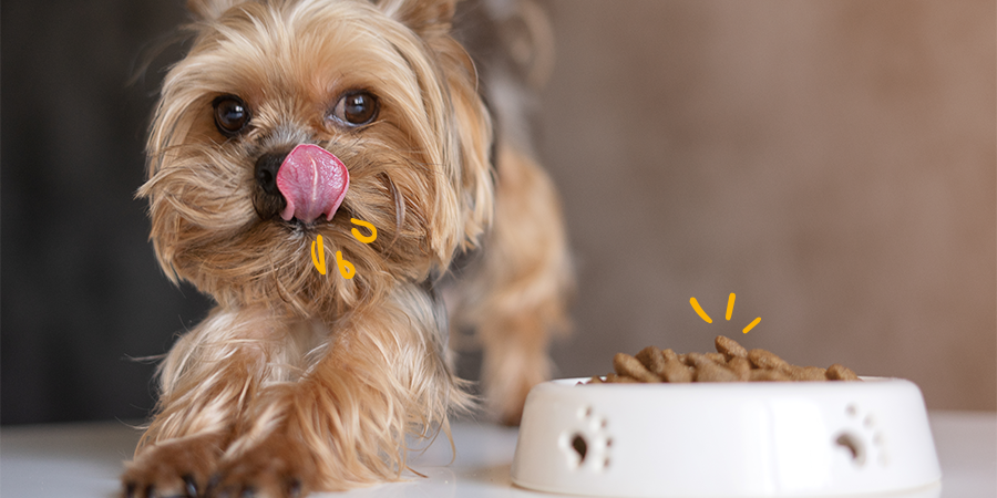 Descubre qué son los piensos holísticos para perros