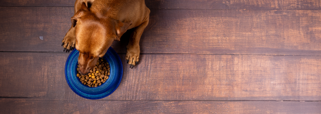 Piensos ricos en proteínas para perros