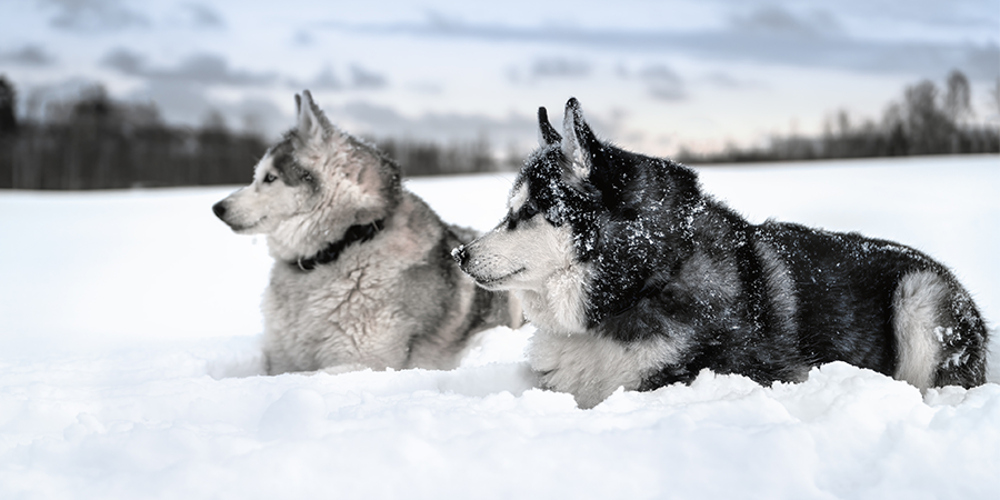 Historia y Origen del Husky