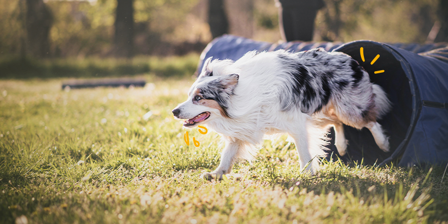 Hacer deporte con perros