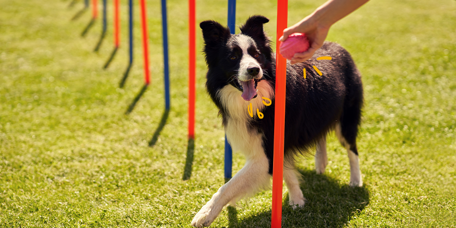 Por qué hacer deporte con perros