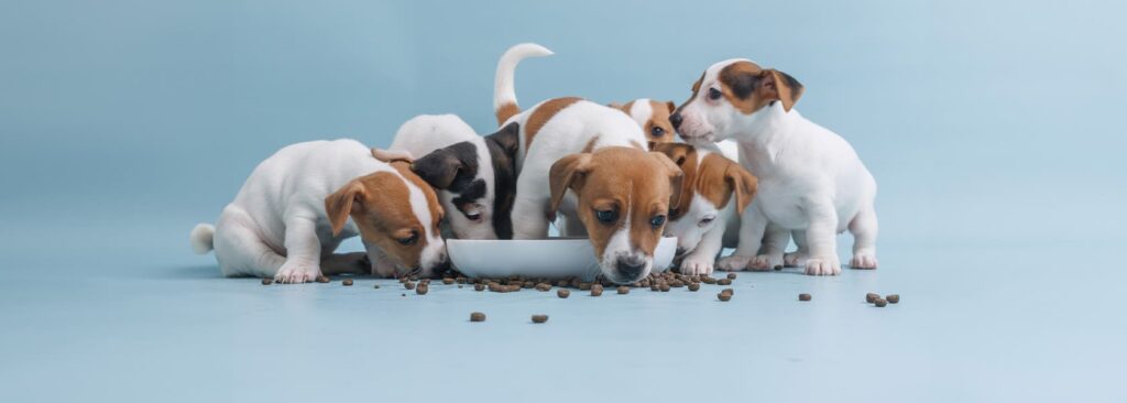 Alimentar un cachorro. ¿Cómo hacerlo?