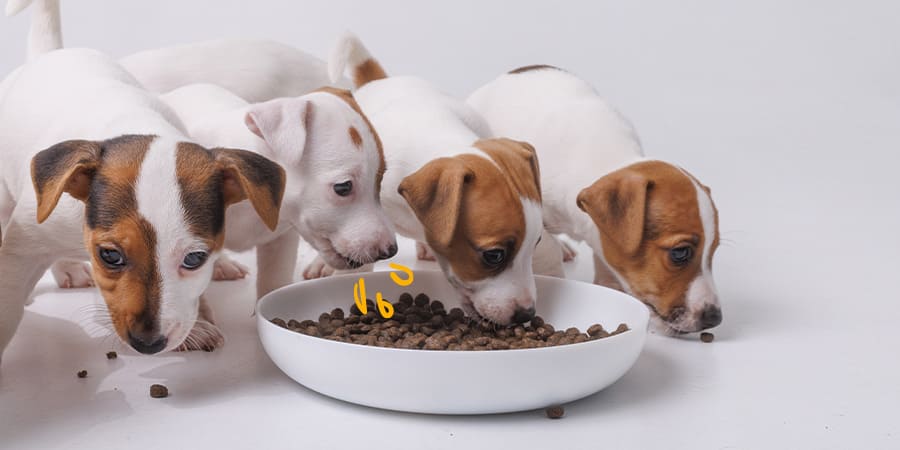 Cómo alimentar a un cachorro