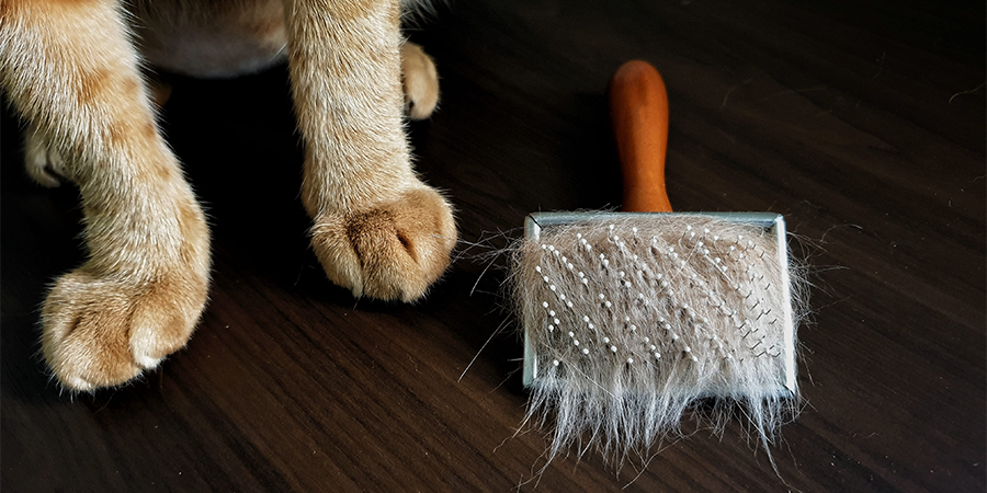 Por qué las mudas de pelo en gatos