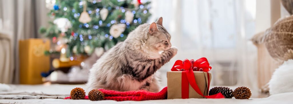 Descubre los mejores regalos de navidad para gatos