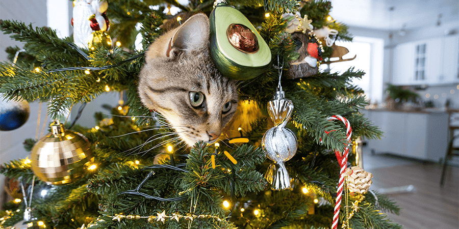 Elige el mejor regalo de navidad para tu gato