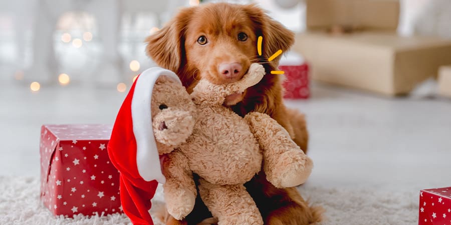 Encuentra los mejores regalos de navidad para tu perro