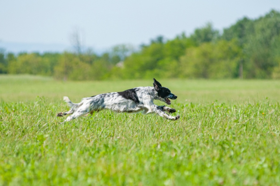 Setter_ingles_corriendo