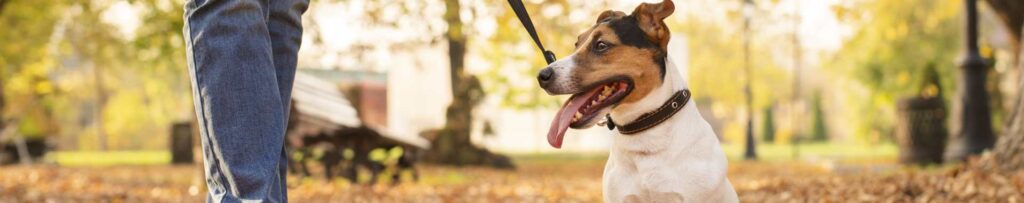 collares de paseo para perros