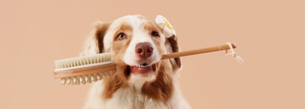 Perro lindo del pastor australiano con el cepillo del masaje en fondo beige