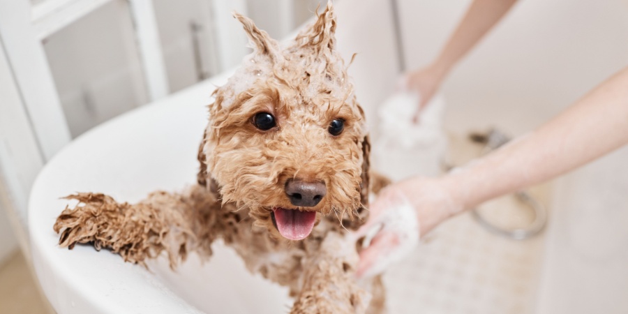 Retrato de lindo cachorro mojado disfrutando del baño con peinado funky durante el cuidado en el salón de aseo