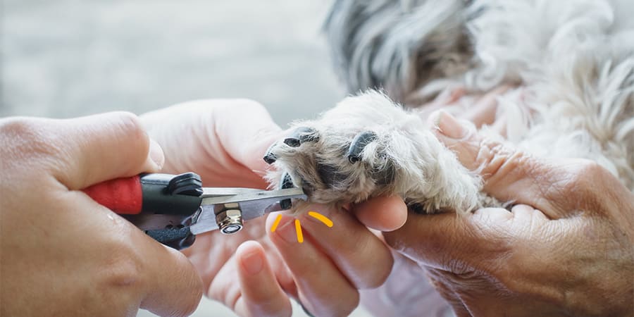 Descubre cómo cuidarle las uñas a tu perro
