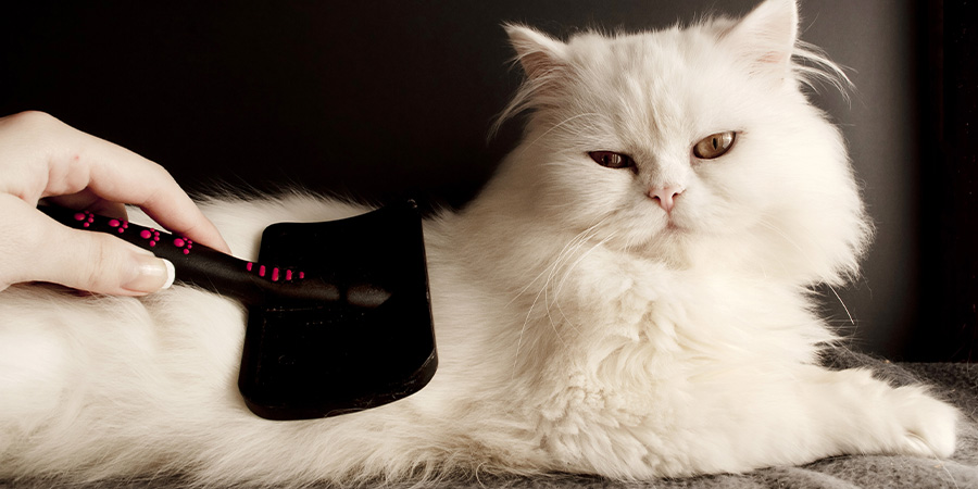 Todo lo que debes saber para cuidar bien del pelo de tu gato