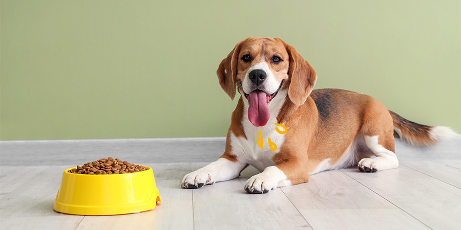 Descubre cómo cambiar el pienso de tu perro sin complicaciones