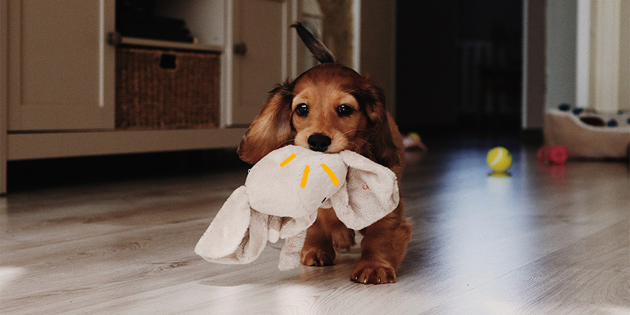 ¿Qué necesita un cachorro? Guía para recibirle