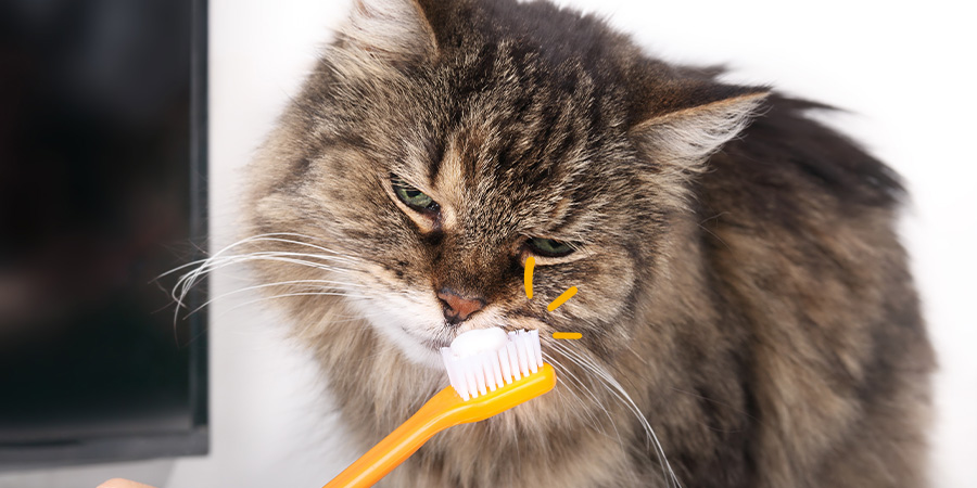 Cómo mantener limpios los dientes de tu gato