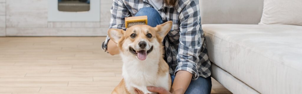 perro cepillado muda de pelo