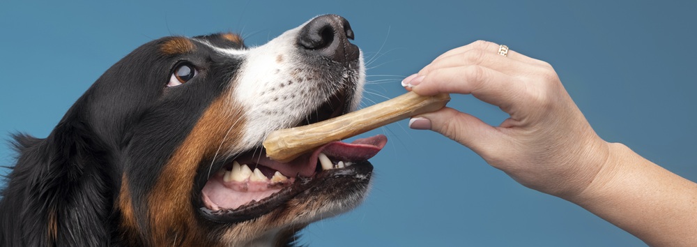 perro comiendo snack