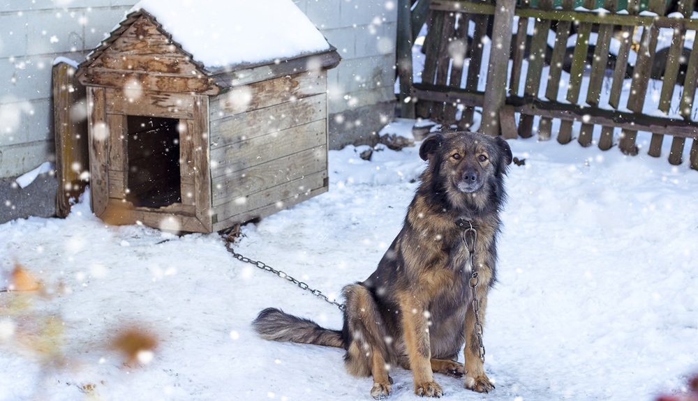 cane fuori dalla sua cuccia in inverno