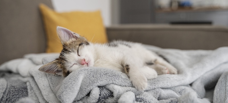 gato durmiendo sobre mantas