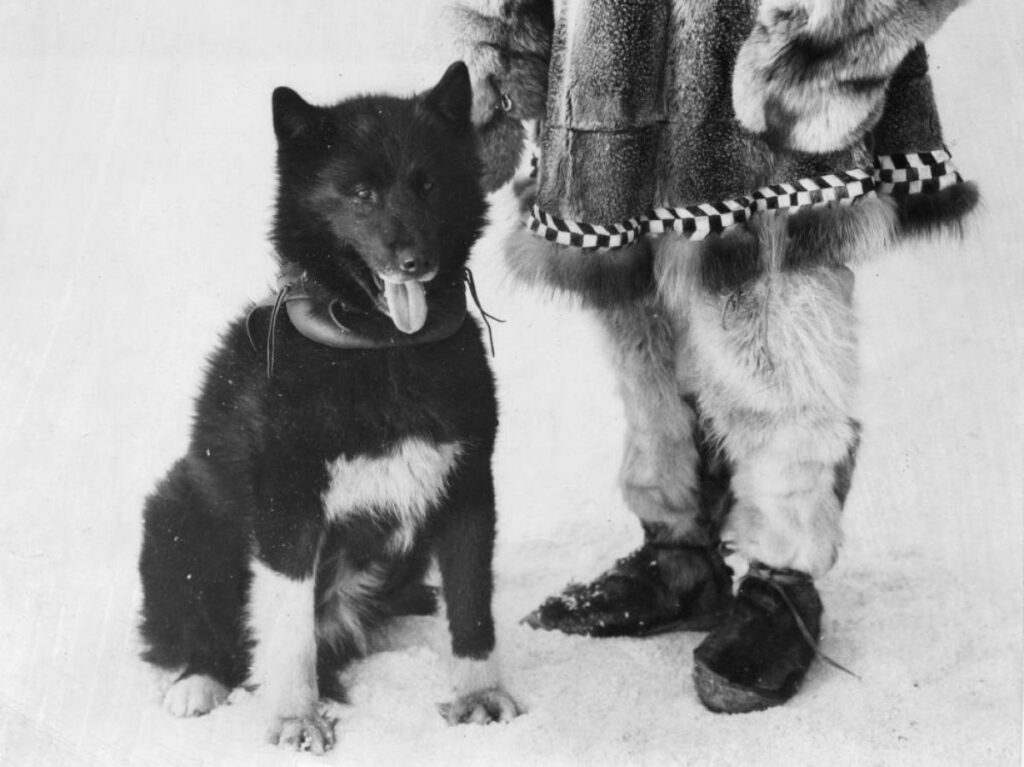 Balto el perro héroe animal