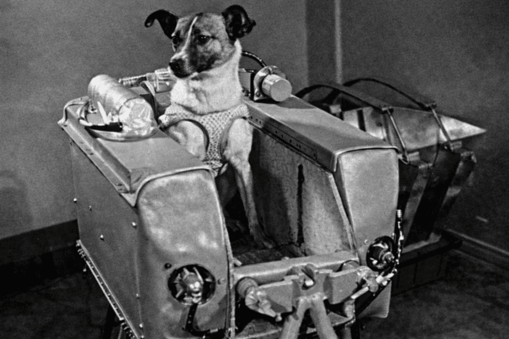 Laika la perra héroe animal pionera del espacio