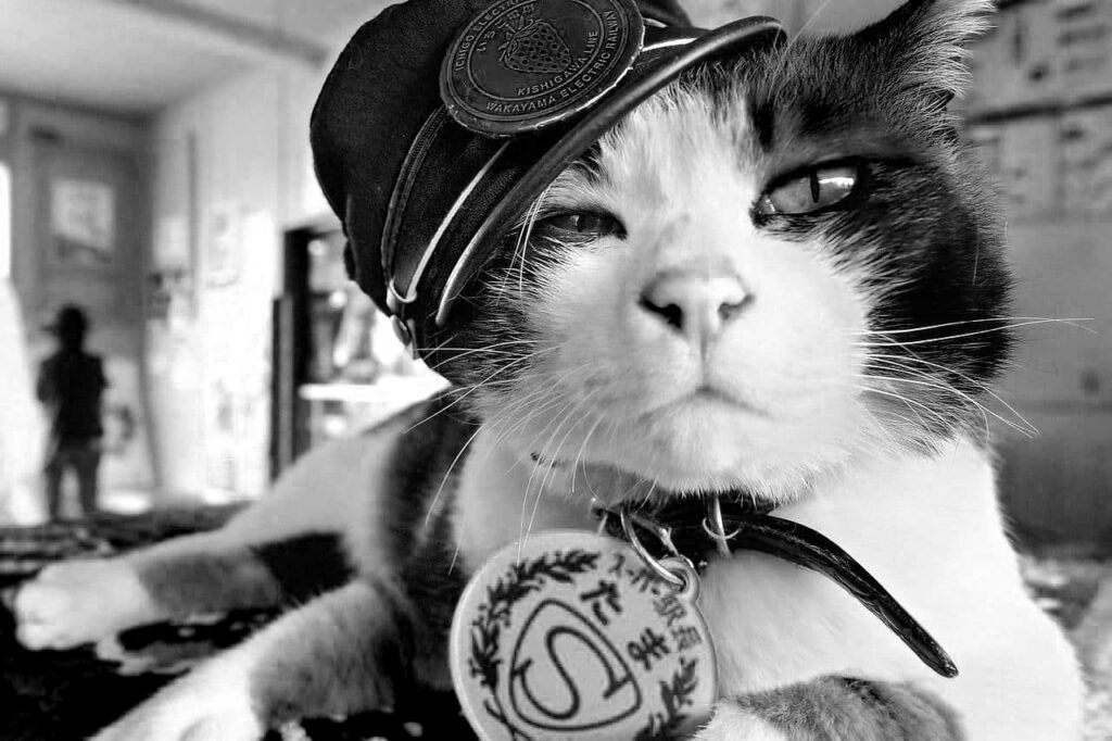 Tama la gata héroe animal