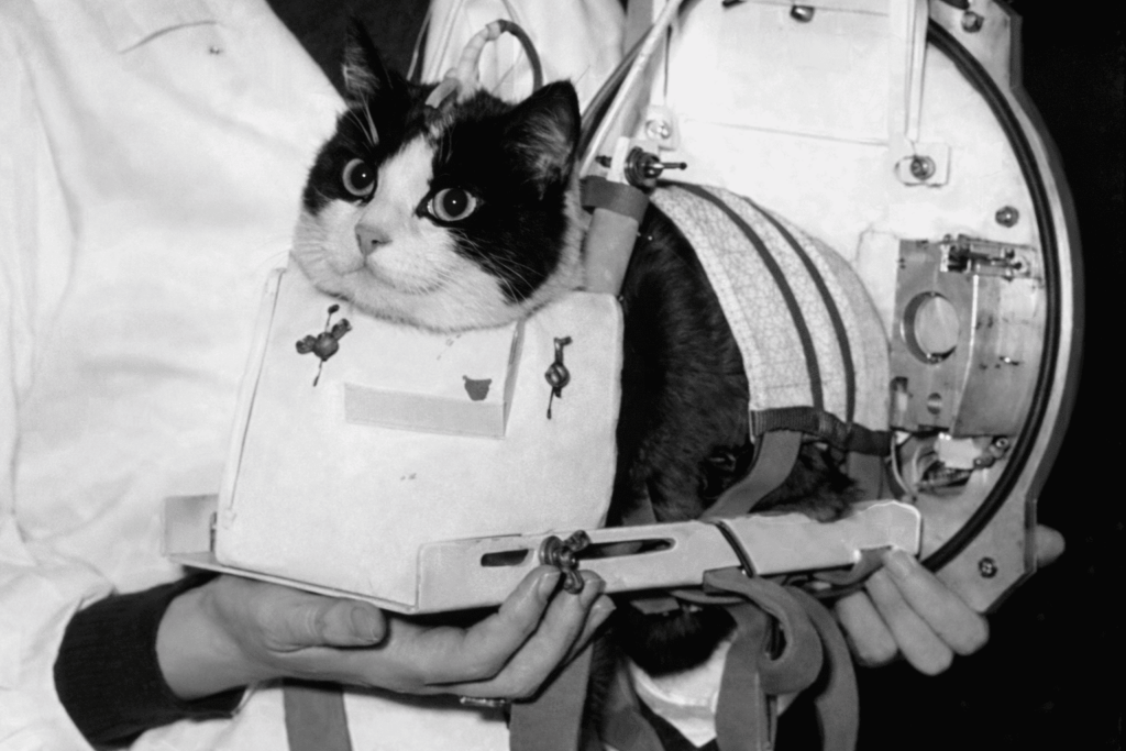 Félicette, gata héroe animal