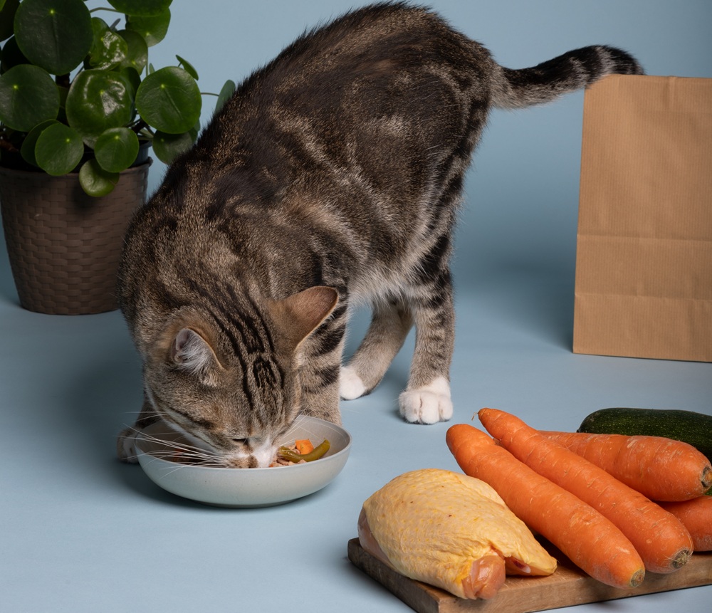 gato comiendo dieta barf