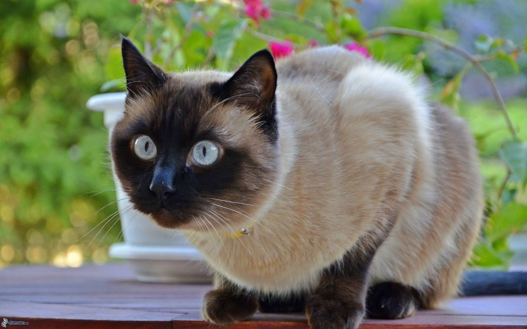 gato adulto raza siamés